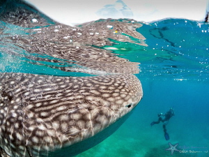 Checking out the divers

Oslob, Philippines by Robin Bateman 